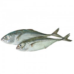Cencaru Cencaru