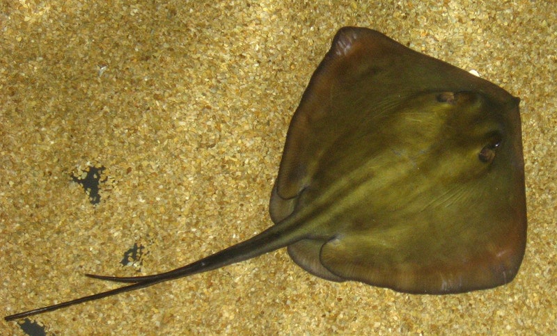 Ikan Pari Ikan Pari