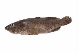 Kerapu Kerapu