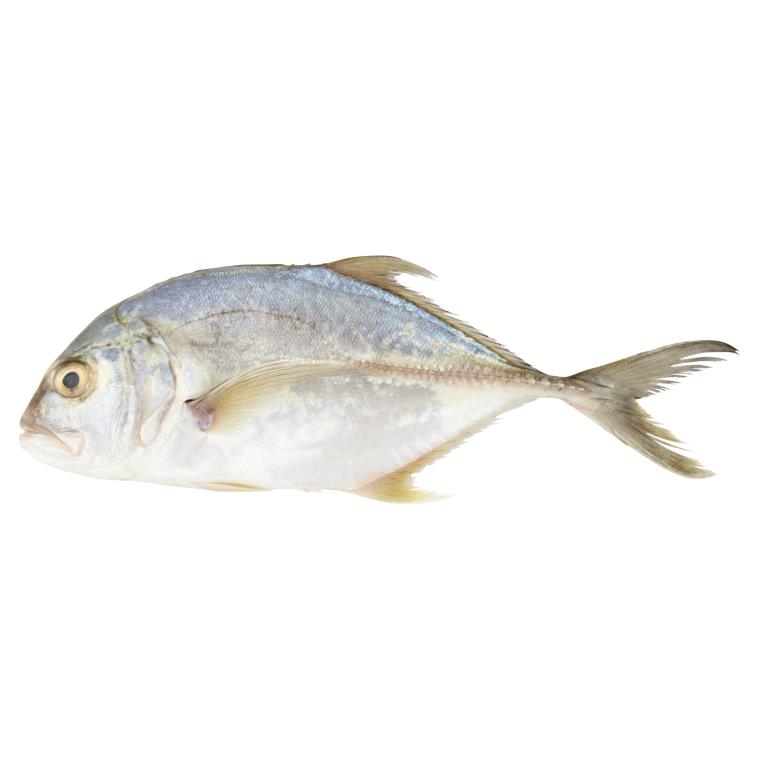 Nyok Nyok putih Nyok Nyok putih
