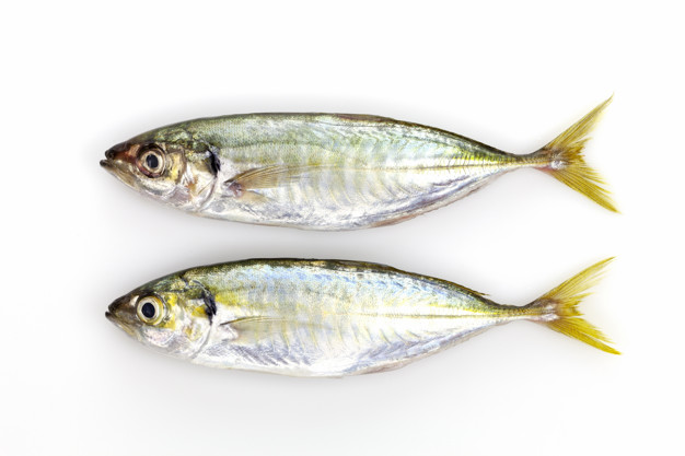 Fresh Yellow stripe trevally fish isolated on white background Fresh Yellow stripe trevally fish isolated on white background