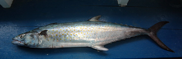 Tenggiri2 Tenggiri2