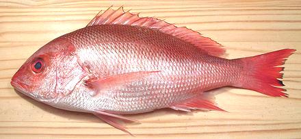 ikan merah ikan merah
