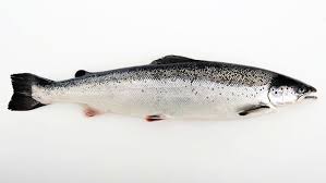 Atlantic Salmon Atlantic Salmon