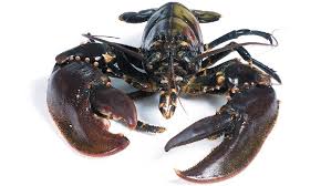 Canadian Lobster Canadian Lobster
