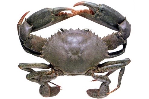 Ketam Nipah Ketam Nipah