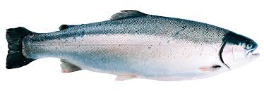 Trout Salmon Trout Salmon