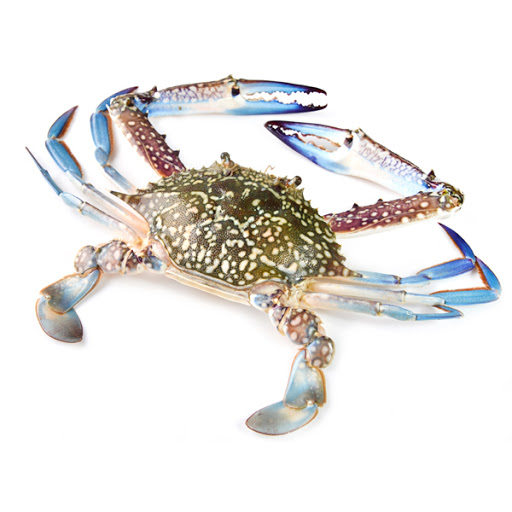 KETAM BUNGA KETAM BUNGA